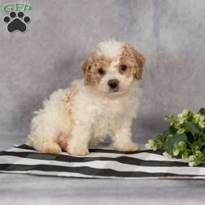 Paul, Bich-Poo Puppy